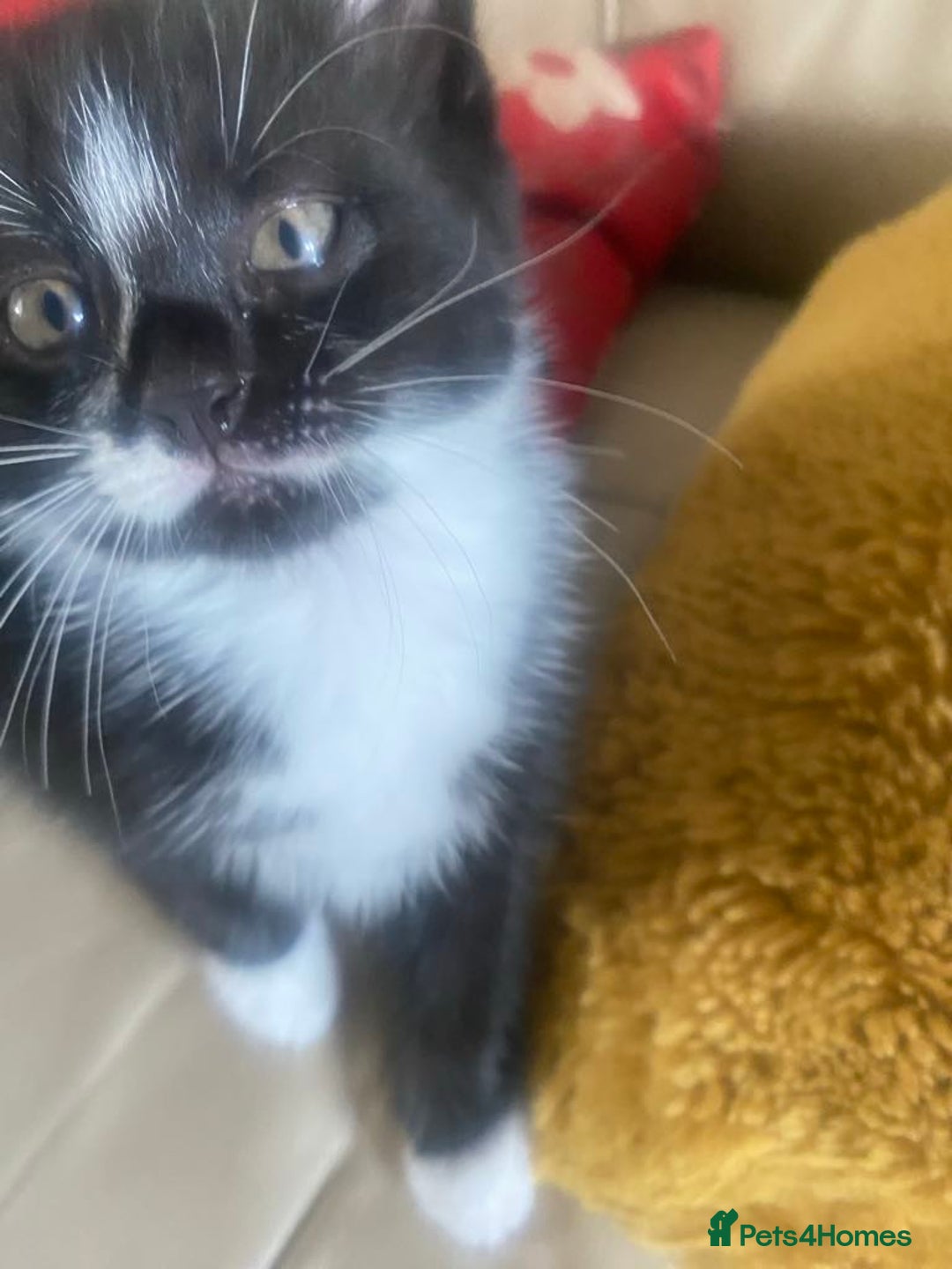 Mixed Breed cats for sale: FEMALE KITTENS FOR SALE £100 EACH - Image 4