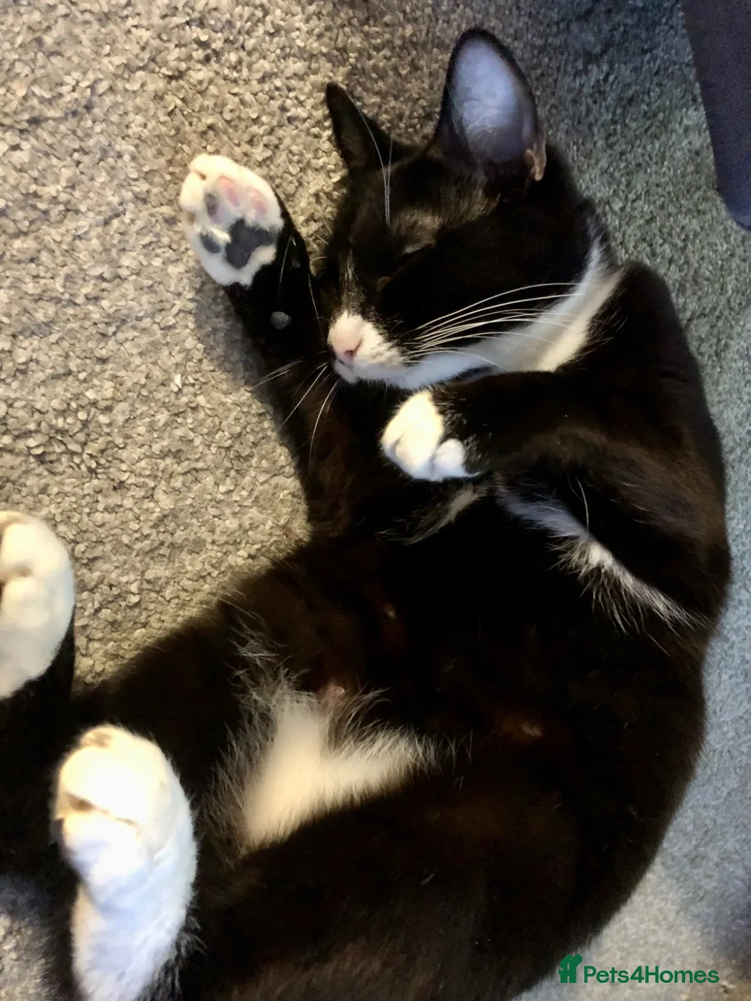 Mixed Breed cats for sale: 3 year old tuxedo female cat  - Advert 2
