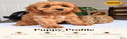 Cockapoo dogs for sale: 1 female Cockerpoo fully vaccinated  - Advert 32