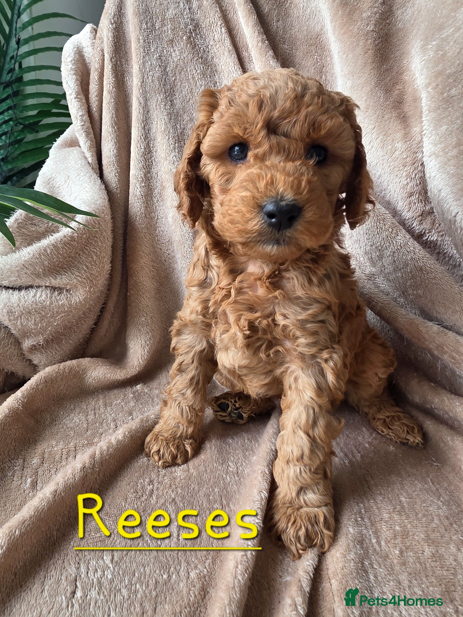 Cockapoo dogs Beautiful F1B Cockapoos, absolutely amazing  - Advert 8