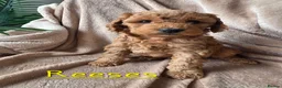 Cockapoo dogs for sale: Beautiful F1B Cockapoos, absolutely amazing  - Advert 1