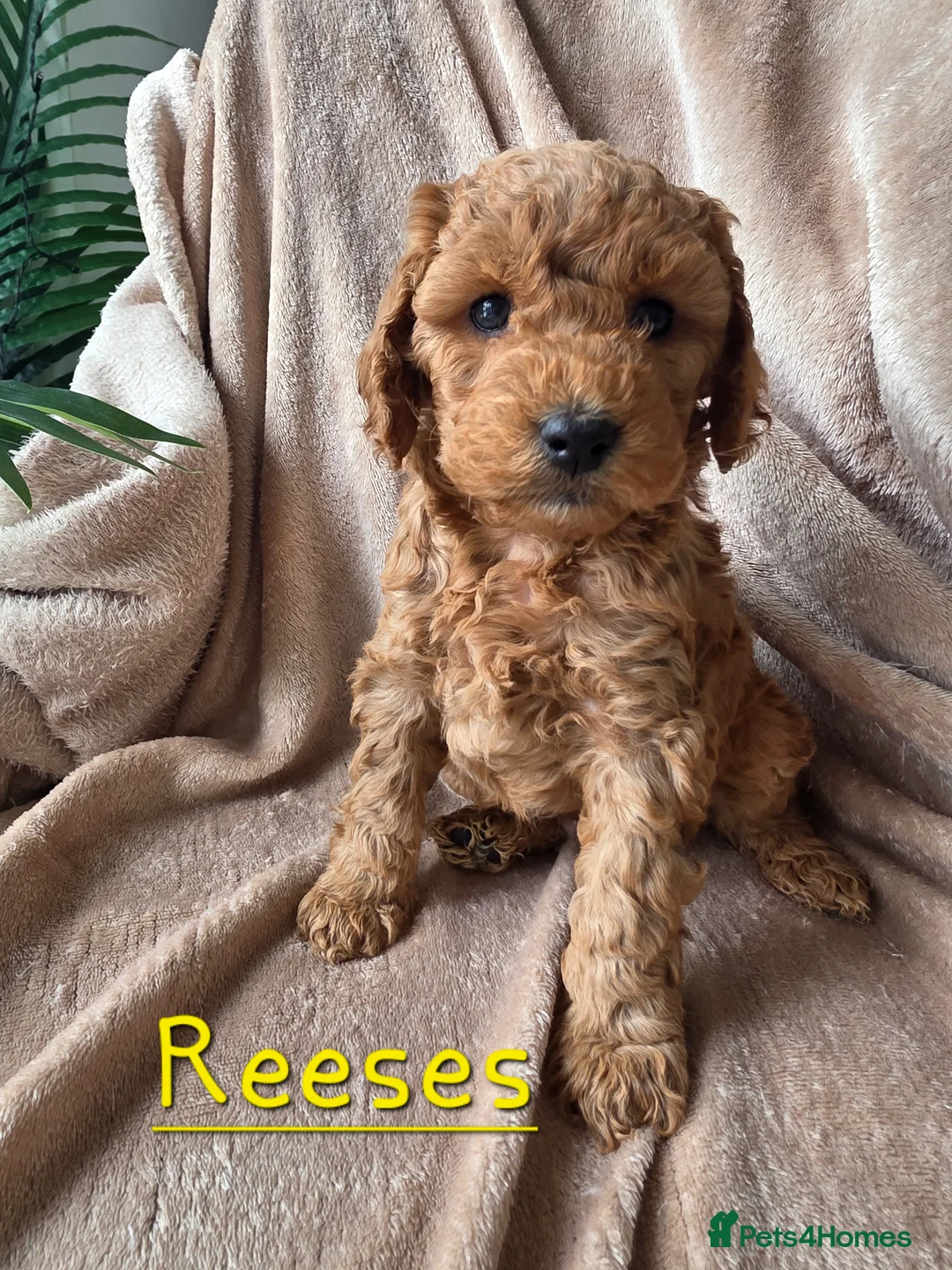 Cockapoo dogs for sale: Beautiful F1B Cockapoos, absolutely amazing  - Advert 1
