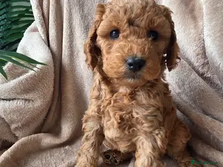 Cockapoo dogs Beautiful F1B Cockapoos, absolutely amazing - Advert 8