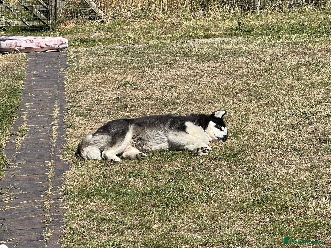 Huskita dogs for sale: Husky x Akita x Samoyed  - Advert 2