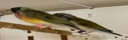 Finches birds for sale: Female Gouildian finches available young  - Advert 10