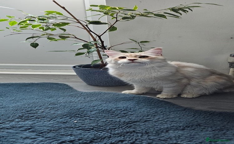 Maine Coon cats - Advert 2