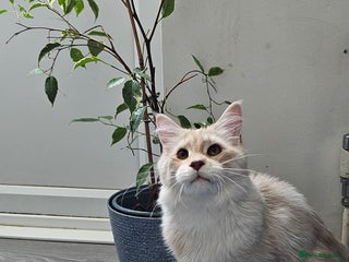 Maine Coon cats - Advert 36
