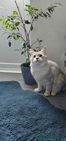 Maine Coon cats - Advert 8