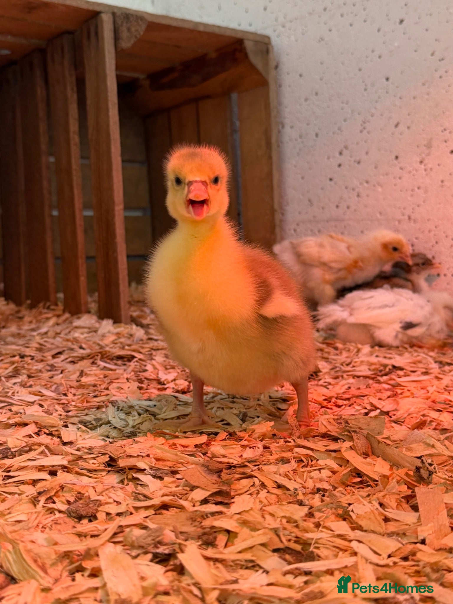 Geese poultry 2 Emden goslings  - Advert 2