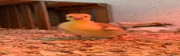 Geese poultry for sale: 2 Emden goslings  - Advert 2
