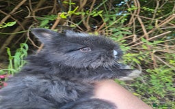 Angora rabbits for sale: The cutest black beauties 🖤 - Image 16
