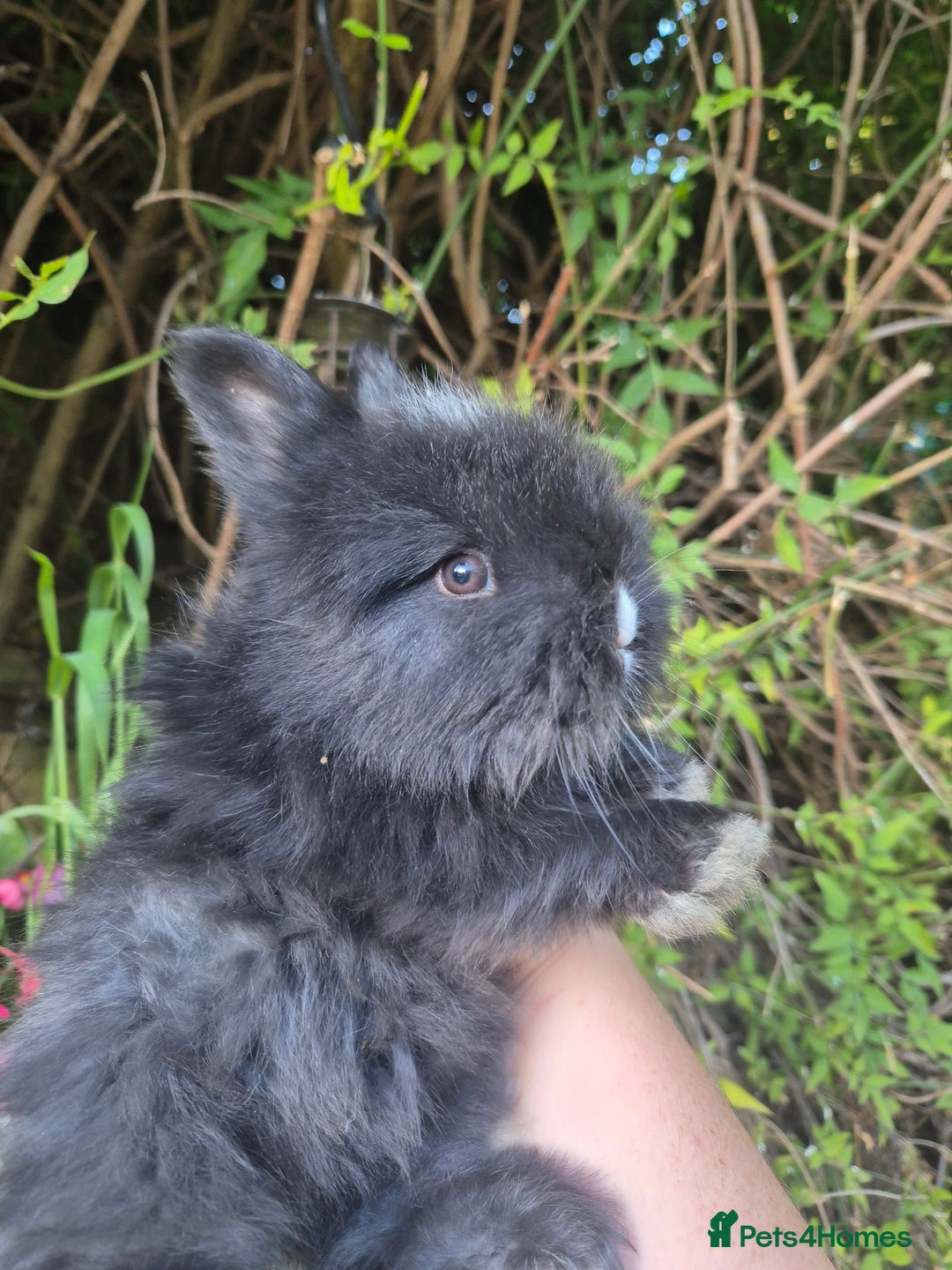 Angora rabbits for sale: The cutest black beauties 🖤 - Image 16