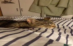 Domestic Shorthair cats for sale: Meet Billa - Advert 4