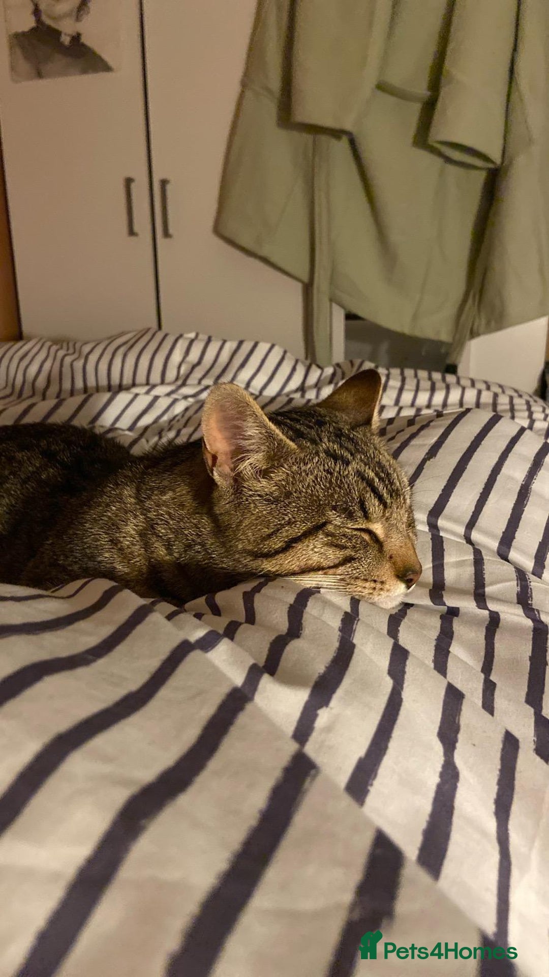 Domestic Shorthair cats for sale: Meet Billa - Advert 4