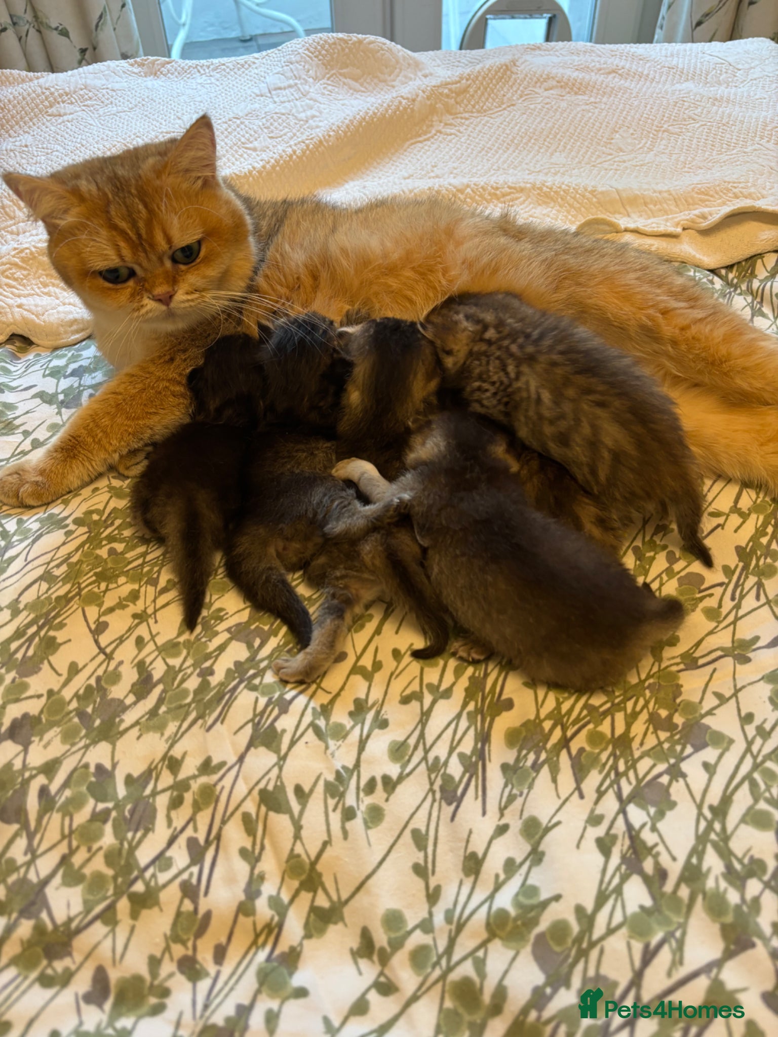 British Shorthair cats Pedigree British Shorthair  - Advert 17