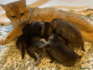 British Shorthair cats Pedigree British Shorthair - Advert 17