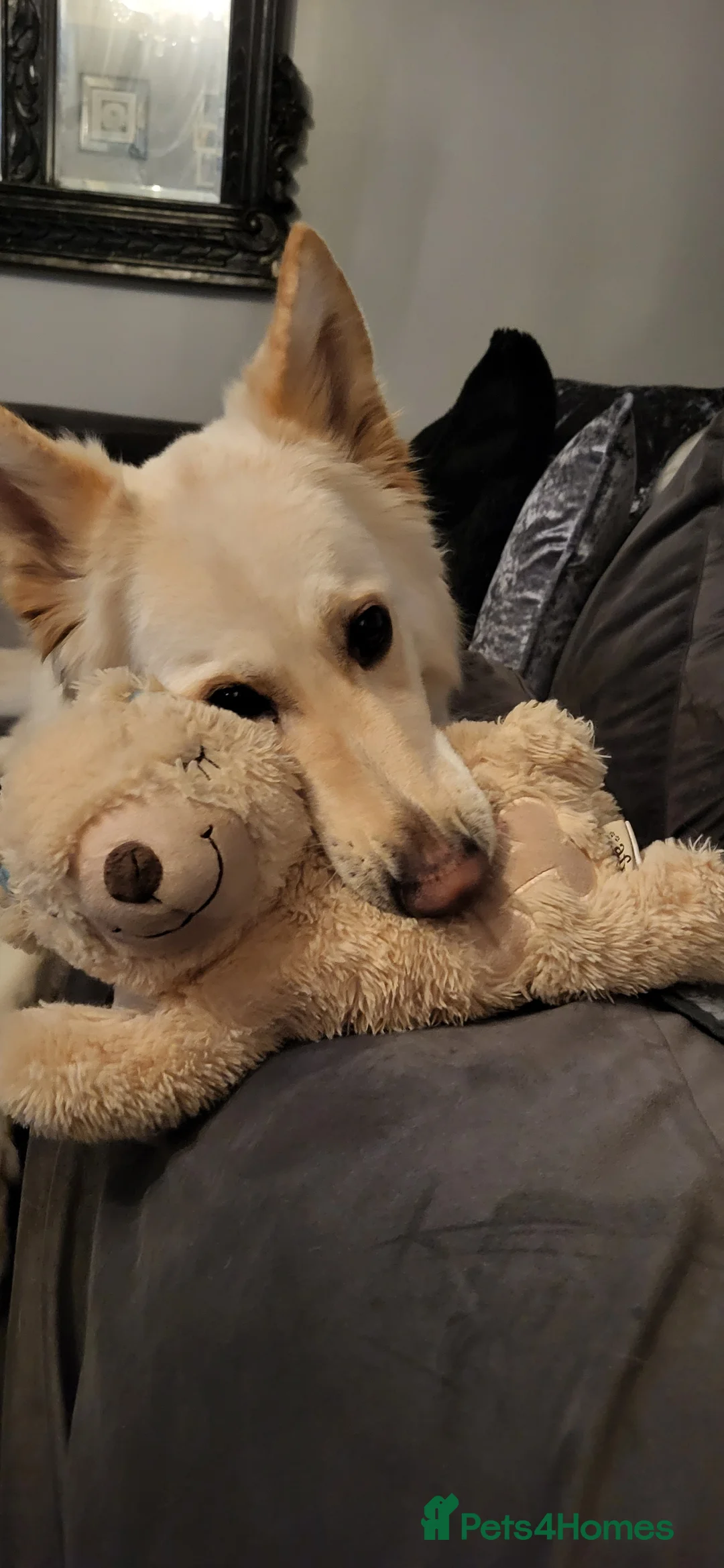 German Shepherd dogs for sale: Beautiful long haired German shepherd girl   - Advert 2