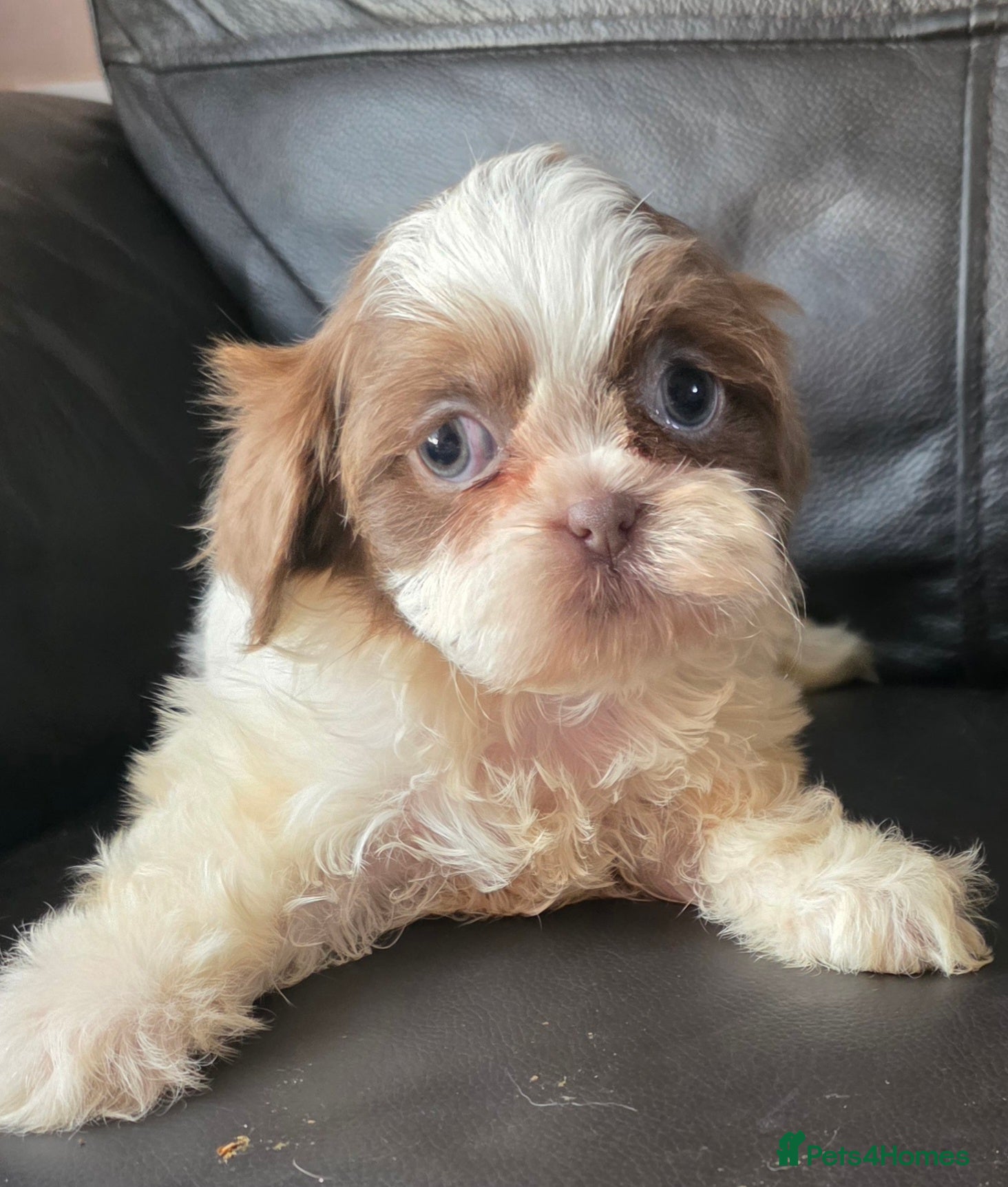 Shih Tzu dogs Amazing imperial shih tzu puppies  - Advert 1