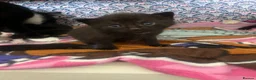 Mixed Breed cats for sale: Kitten litter for sale  in Wirral - Advert 9