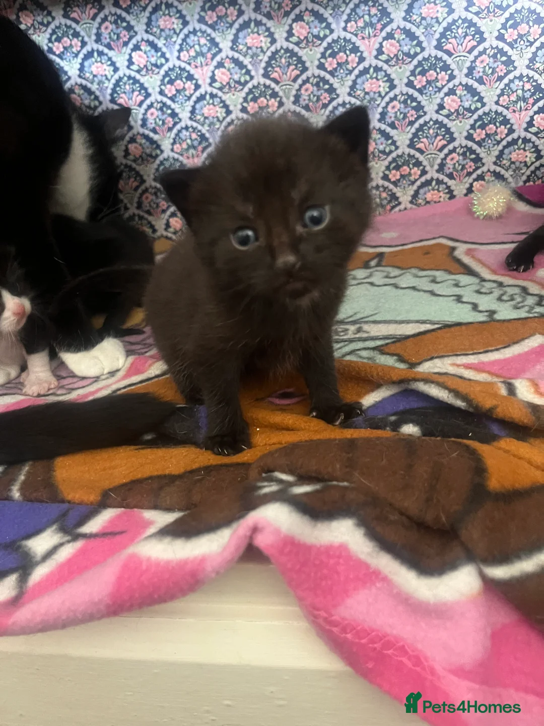 Mixed Breed cats for sale: Kitten litter for sale  in Wirral - Advert 9
