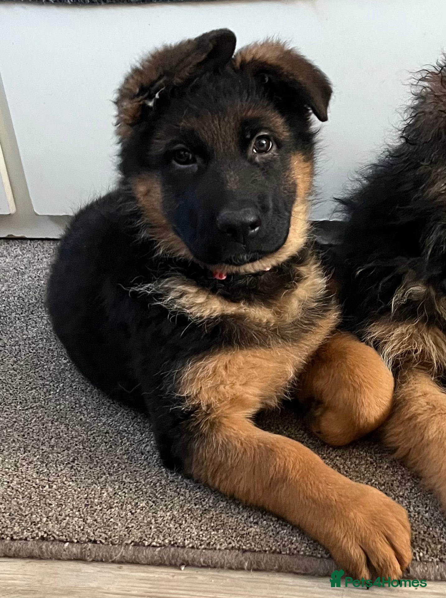 German Shepherd dogs Outstanding Gsd girls for sale  - Advert 18