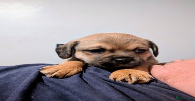 Mixed Breed dogs - Advert 2