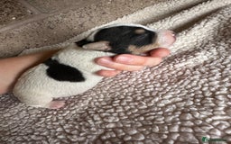 Jack Russell dogs for sale: Docked pure bred Jack Russell puppies  - Image 3