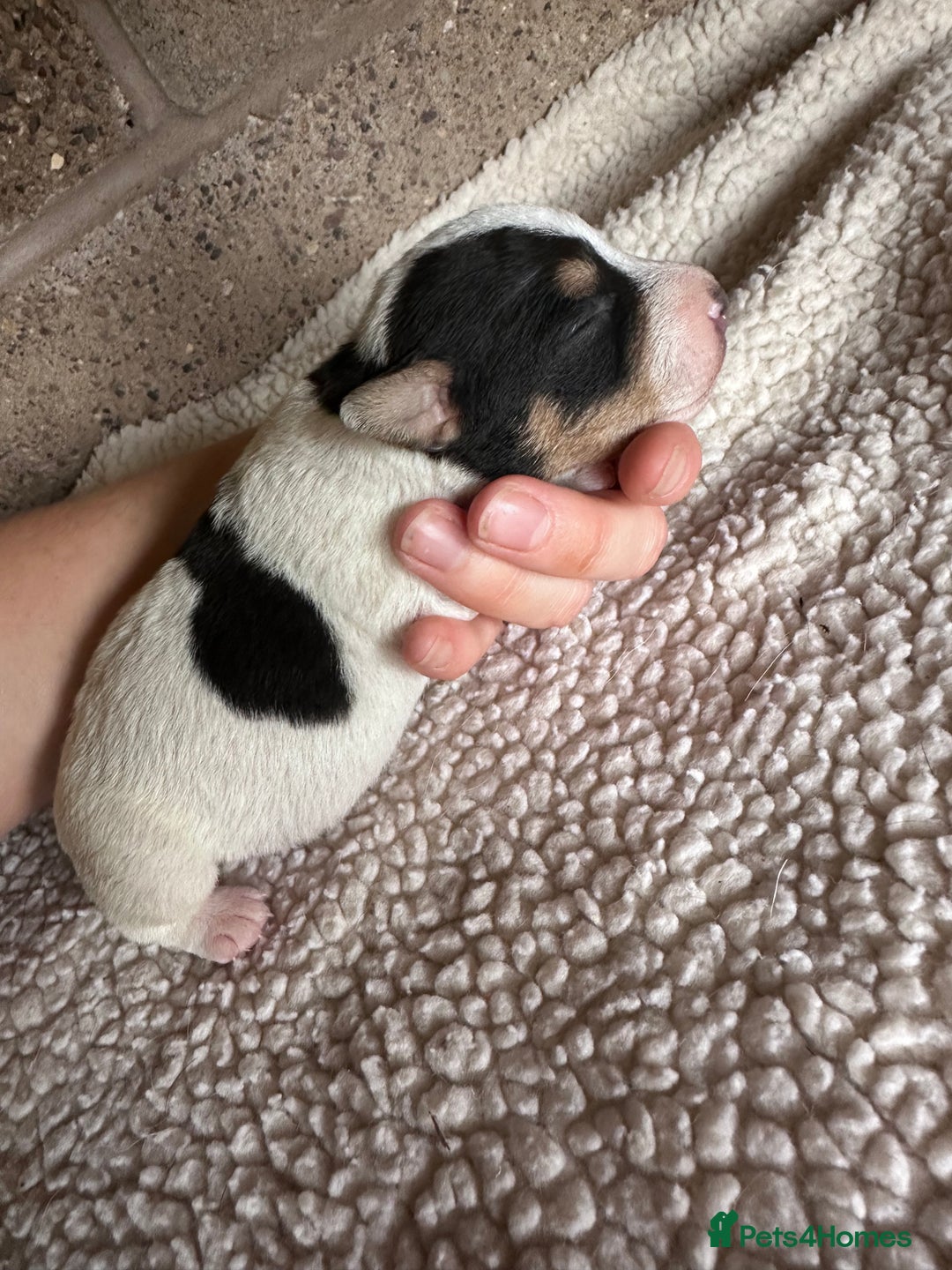 Jack Russell dogs for sale: Docked pure bred Jack Russell puppies  - Image 3