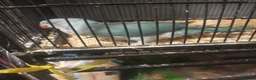 Ringnecks birds for sale: Blue ring neck for sale  in Bridgend - Advert 4