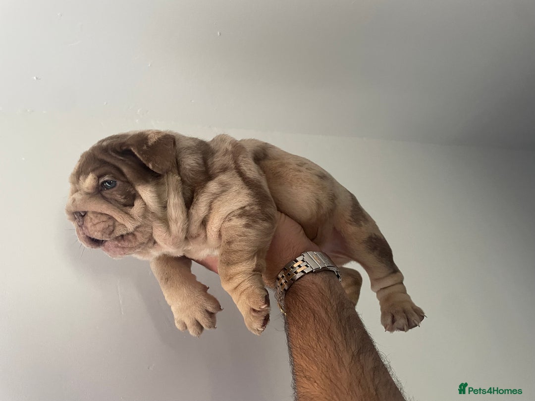 English Bulldog dogs for sale: English bulldogs / phenomenal pedigree. - Image 6