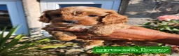 Cavapoo dogs for sale: Cavapoo puppies - Advert 6