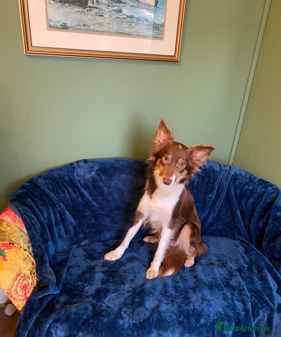 Border Collie dogs for sale: Quality Red, White & Gold Border Collie Pups - Advert 25