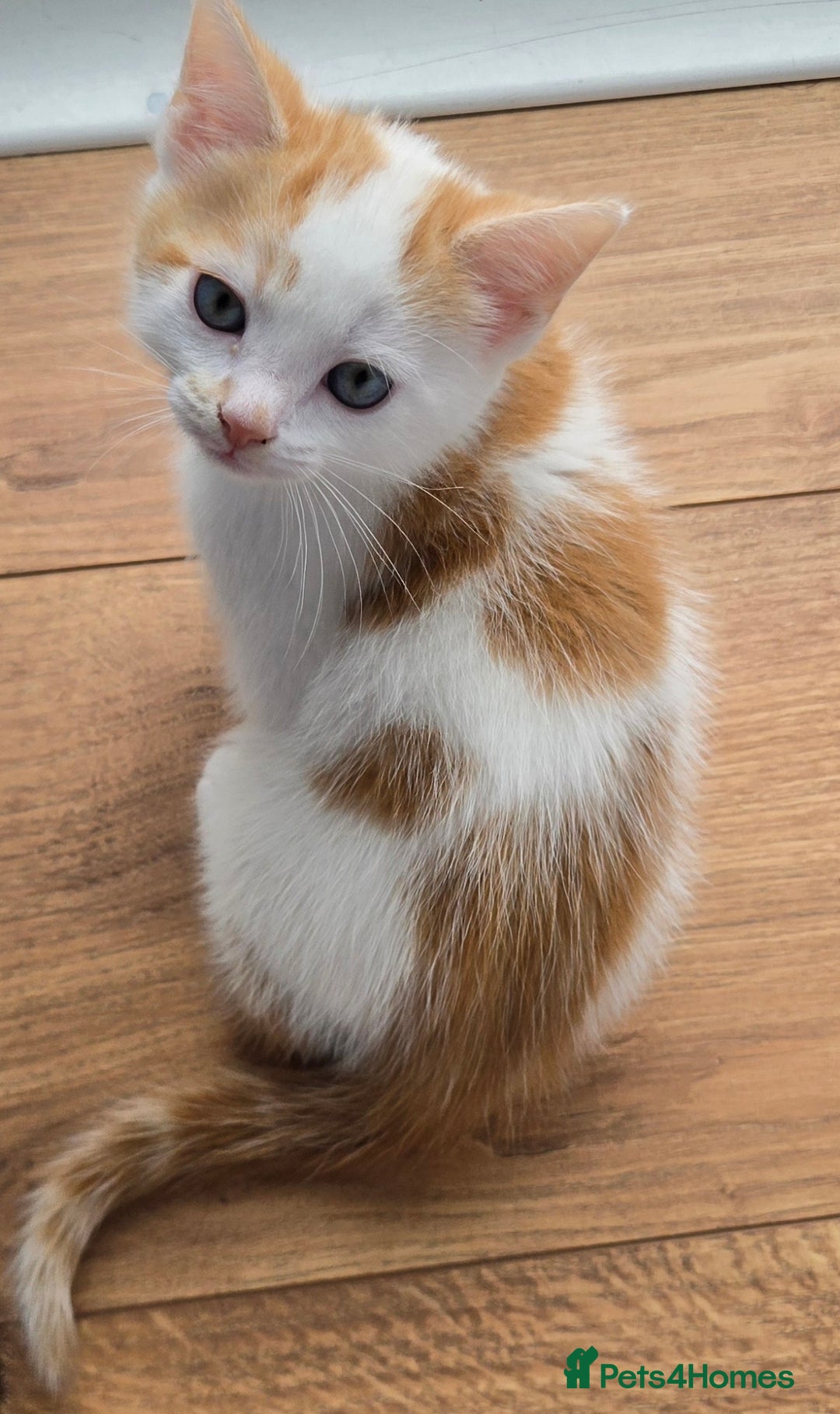 Mixed Breed cats for sale:  Blue eyes Flower pattern mark unique kitten  - Image 12