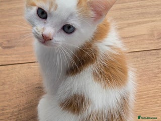 Mixed Breed cats - Advert 5