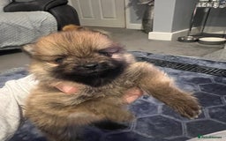 Pomeranian dogs for sale: Pomeranian puppy’s  - Image 12
