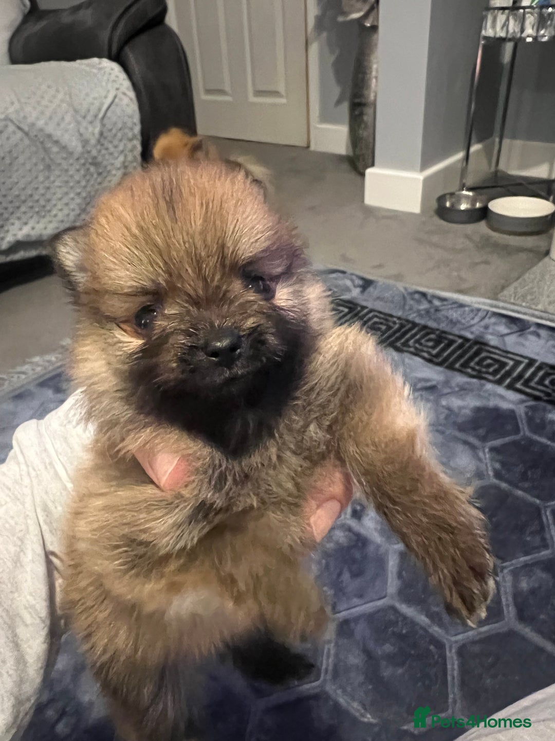 Pomeranian dogs for sale: Pomeranian puppy’s  - Image 12