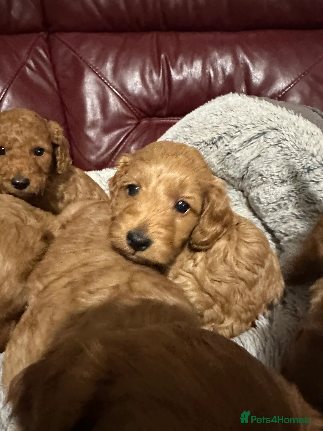 Cockapoo dogs for sale: 4left ready to leave 13th Feb - Advert 5