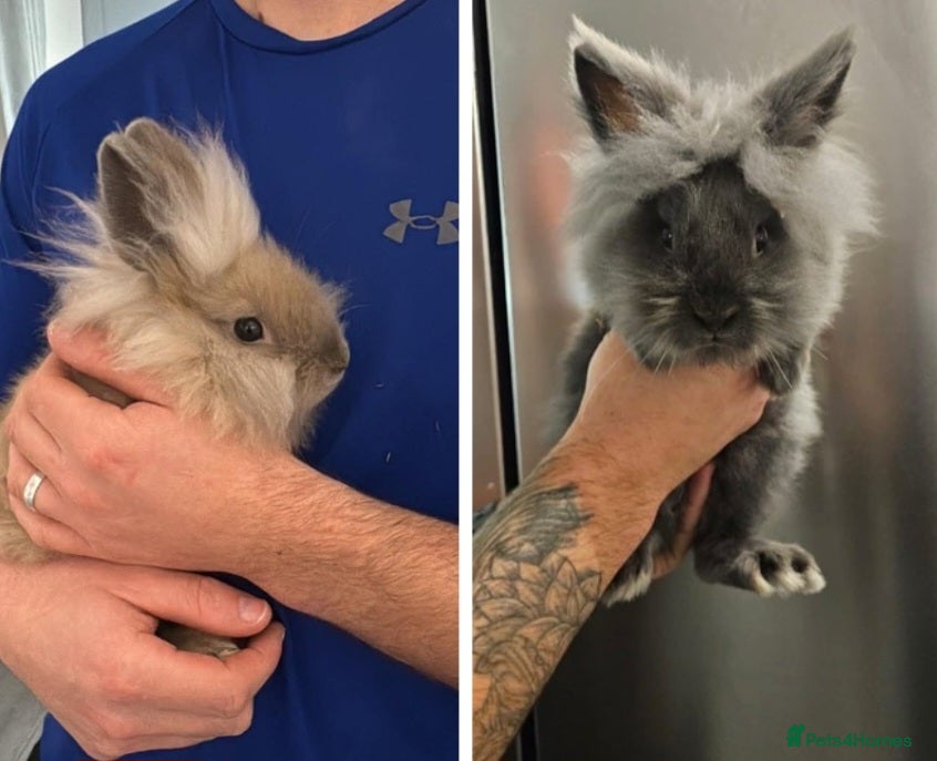 Lionhead rabbits Lionhead bunnies x2 male - Advert 1