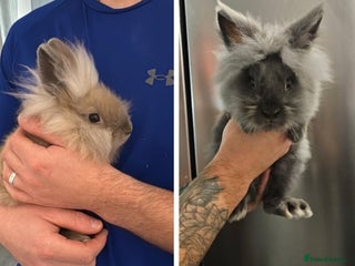 Lionhead rabbits Lionhead bunnies x2 male - Advert 1