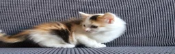 Mixed Breed cats for sale: Kittens available  in Bradford - Advert 3