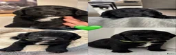 Cocker Spaniel dogs for sale: 11 week old working cocker pup - Advert 20