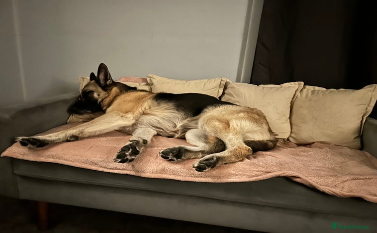 German Shepherd dogs - Advert 3