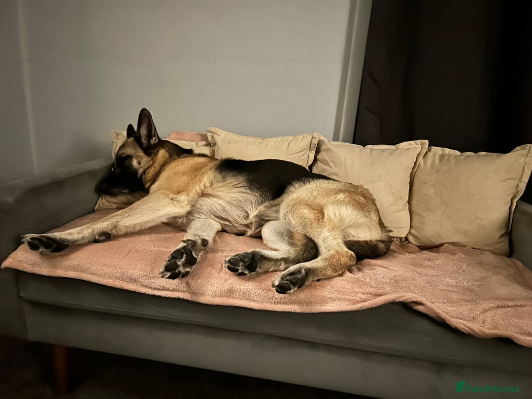 German Shepherd dogs for sale: 4 Year Old German Shepard Girl - Image 1
