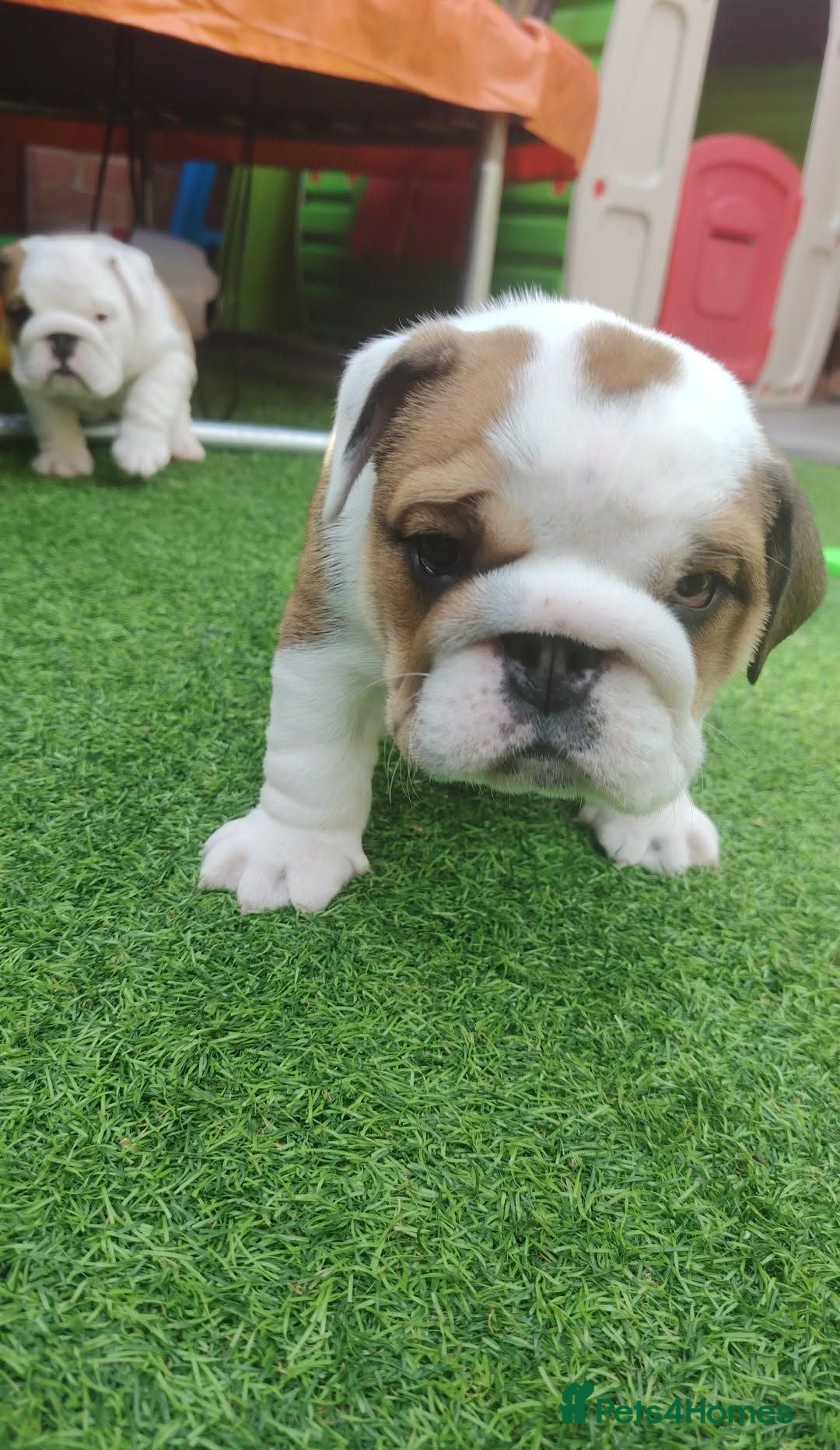 English Bulldog dogs 2🐶KC❗️registered English bulldog puppies✨️🔥 - Advert 11