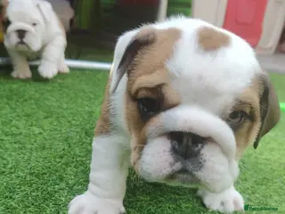 English Bulldog dogs 2🐶KC❗️registered English bulldog puppies✨️🔥 - Advert 11