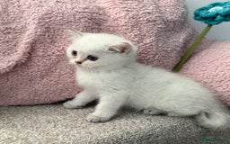 British Shorthair cats for sale: Beautiful GCCF kittens from champion lines  - Image 4