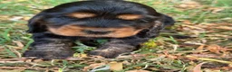Cocker Spaniel dogs for sale: ❤️ BEAUTIFUL TRUE SHOWTYPE COCKER SPANIEL ❤️  - Advert 17