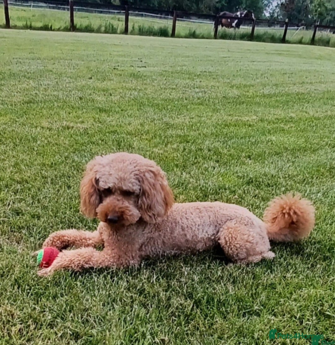 Cavapoo dogs for sale: Adorable F1b Cavapoo Puppies Ready 15th November - Image 8