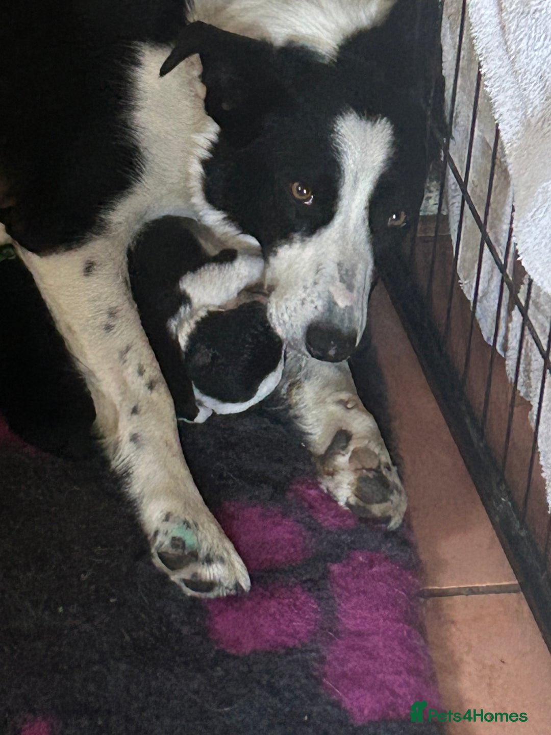 Mixed Breed dogs for sale: Border collie cross/bearded collie puppies  - Image 19