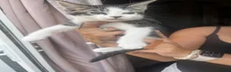 Mixed Breed cats for sale: 9 beautiful kittens - Advert 3